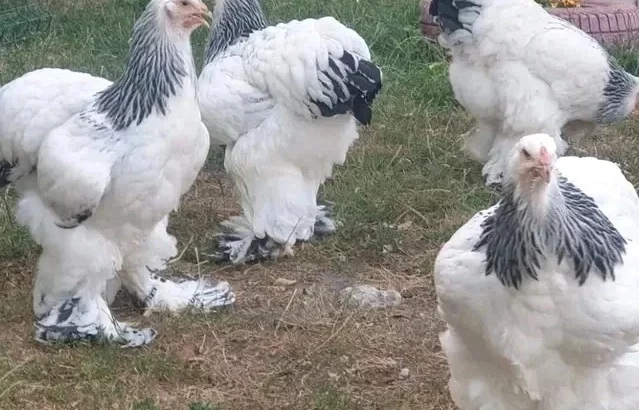 Brahma chicken for sale