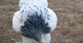 Brahma chicken for sale