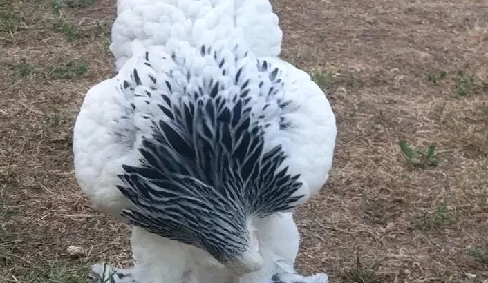 Brahma chicken for sale
