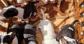Mini Bull Terrier puppies