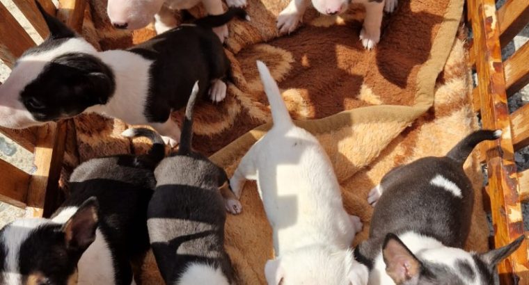 Mini Bull Terrier puppies