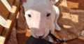 Mini Bull Terrier puppies