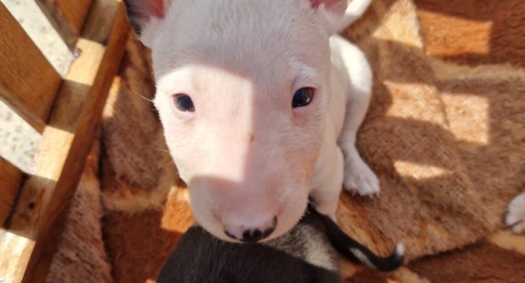 Mini Bull Terrier puppies