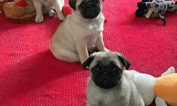 Adorable pug puppies