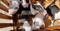 Mini Bull Terrier puppies