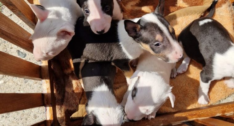 Mini Bull Terrier puppies