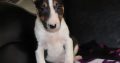 Mini Bull Terrier puppies