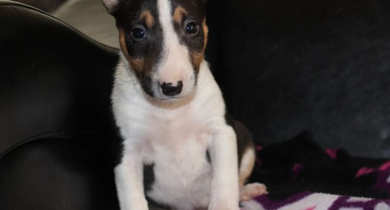 Mini Bull Terrier puppies
