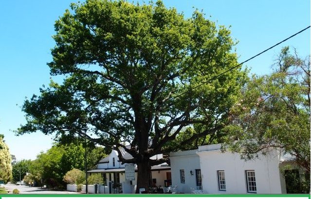Cape Tree Services