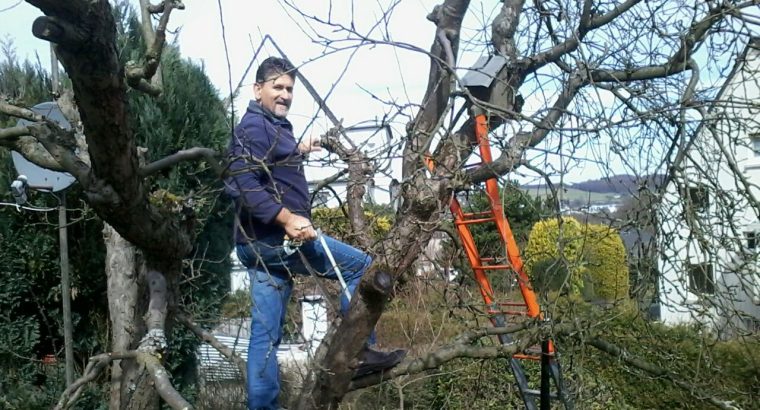Cape Tree Services