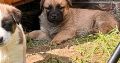 Adorable puppies