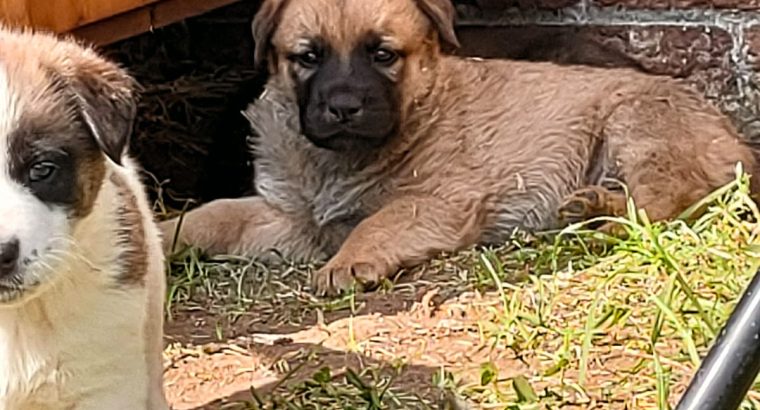 Adorable puppies