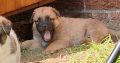 Adorable puppies