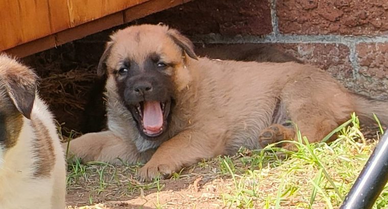 Adorable puppies