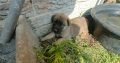 Adorable puppies