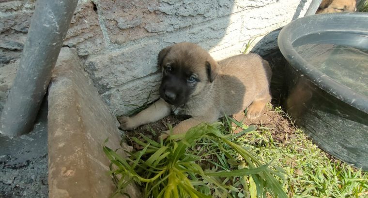 Adorable puppies