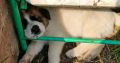 Adorable puppies