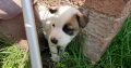 Adorable puppies