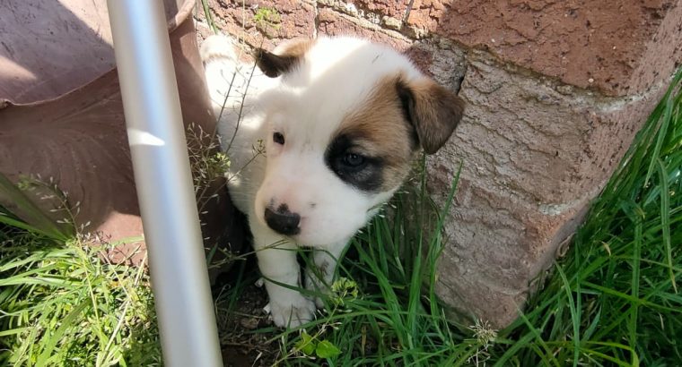 Adorable puppies