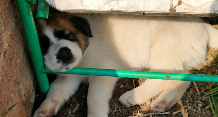 Adorable puppies