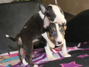 Mini Bull Terrier puppies