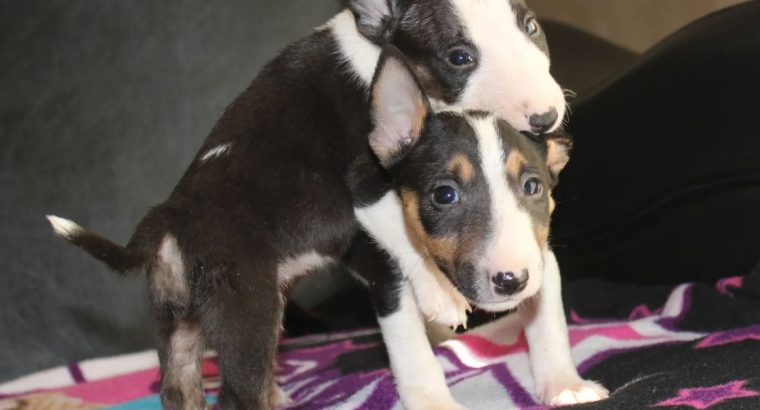 Mini Bull Terrier puppies