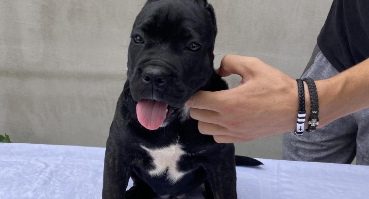 Cane Corso puppy