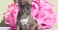 French Bulldog Merle
