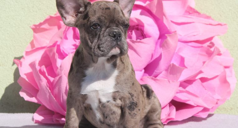 French Bulldog Merle