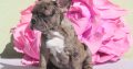 French Bulldog Merle