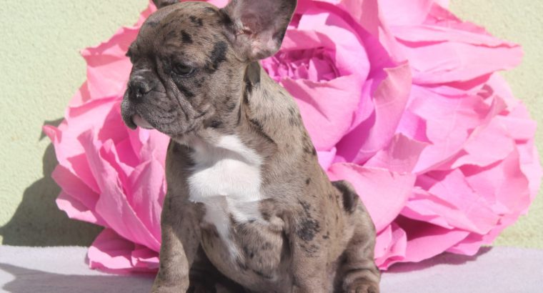French Bulldog Merle