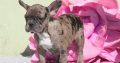 French Bulldog Merle