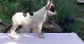 French Bulldog puppies for sale
