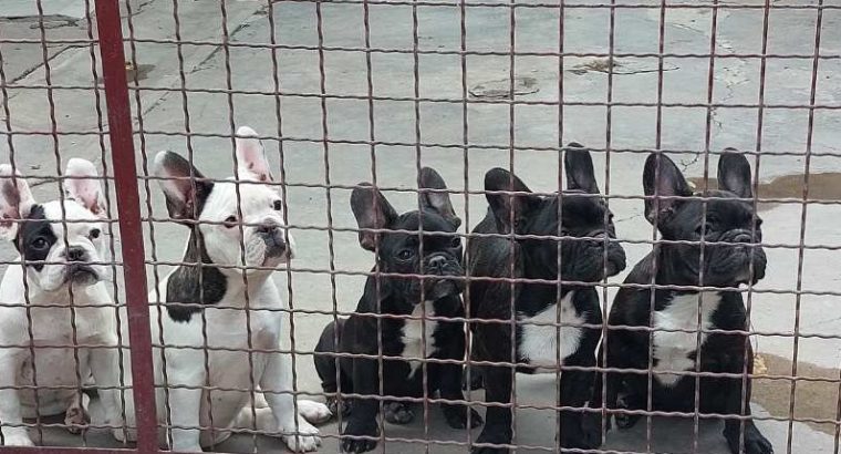 French Bulldog puppies for sale