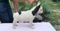 French Bulldog puppies for sale