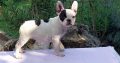 French Bulldog puppies for sale