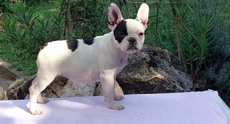 French Bulldog puppies for sale