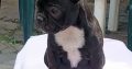 French Bulldog puppies for sale