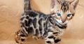 Bengal kittens for sale
