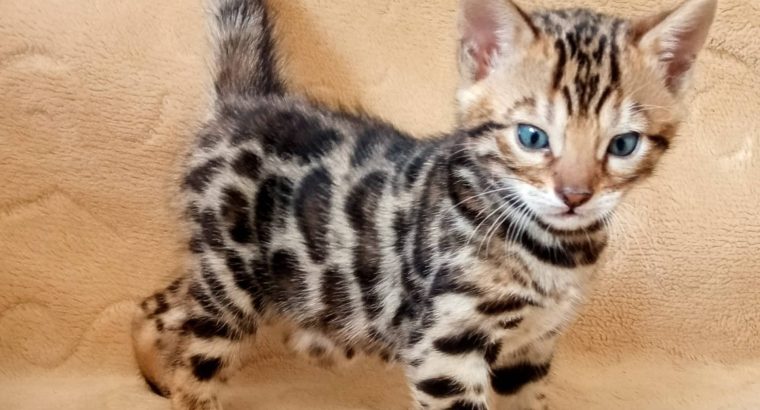 Bengal kittens for sale