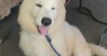 Thorough Bred White Swiss Shepherd puppies