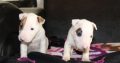 Mini Bull Terrier puppies for sale