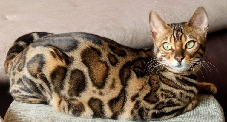 Bengal kittens for sale