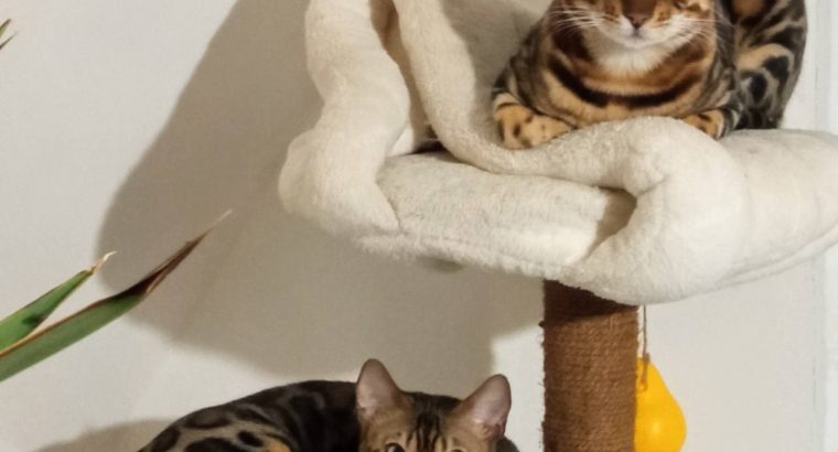 Bengal kittens for sale