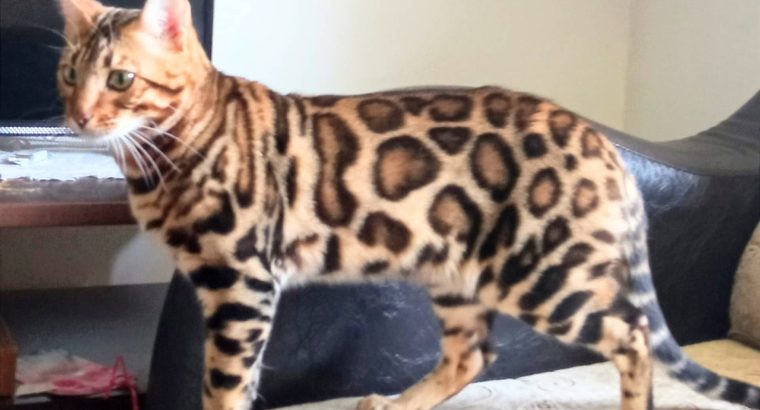 Bengal kittens for sale