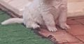 Thorough Bred White Swiss Shepherd puppies