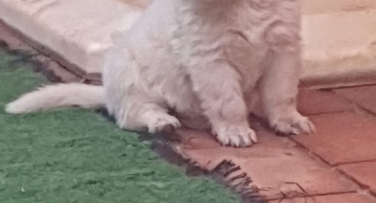 Thorough Bred White Swiss Shepherd puppies