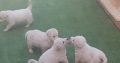Thorough Bred White Swiss Shepherd puppies