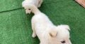 Thorough Bred White Swiss Shepherd puppies