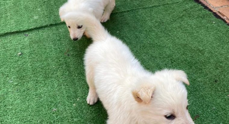 Thorough Bred White Swiss Shepherd puppies
